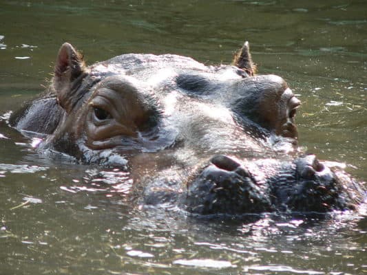 Discover How Congress Almost Filled the Mississippi River with Hippos ...