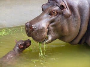 Watch A Hippo Mama Defend Her Baby From Two Leopard Attacks Picture