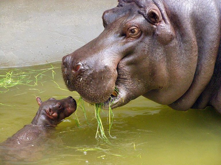 Mother and small baby hippo (named 