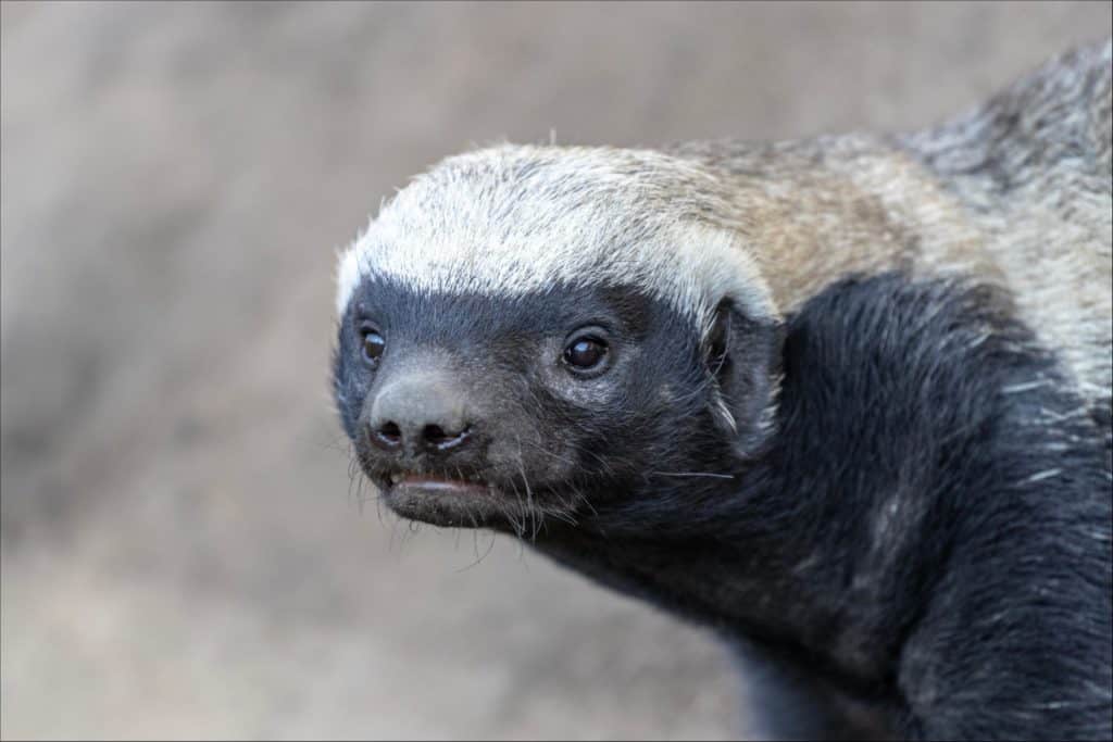 Mountain Lion vs Honey Badger: Which Fearless Predator Walks Away ...