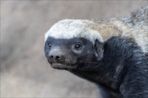Watch a Fearless Honey Badger Climb a Tree to Try to Make a Meal of a Massive Python Picture