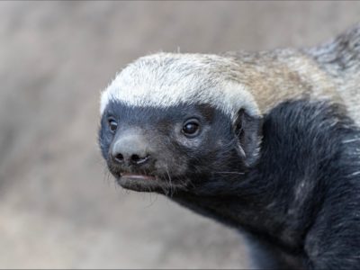 Photo 1. A Honey Badger (Mellivora capensis) eating a Hairyfooted