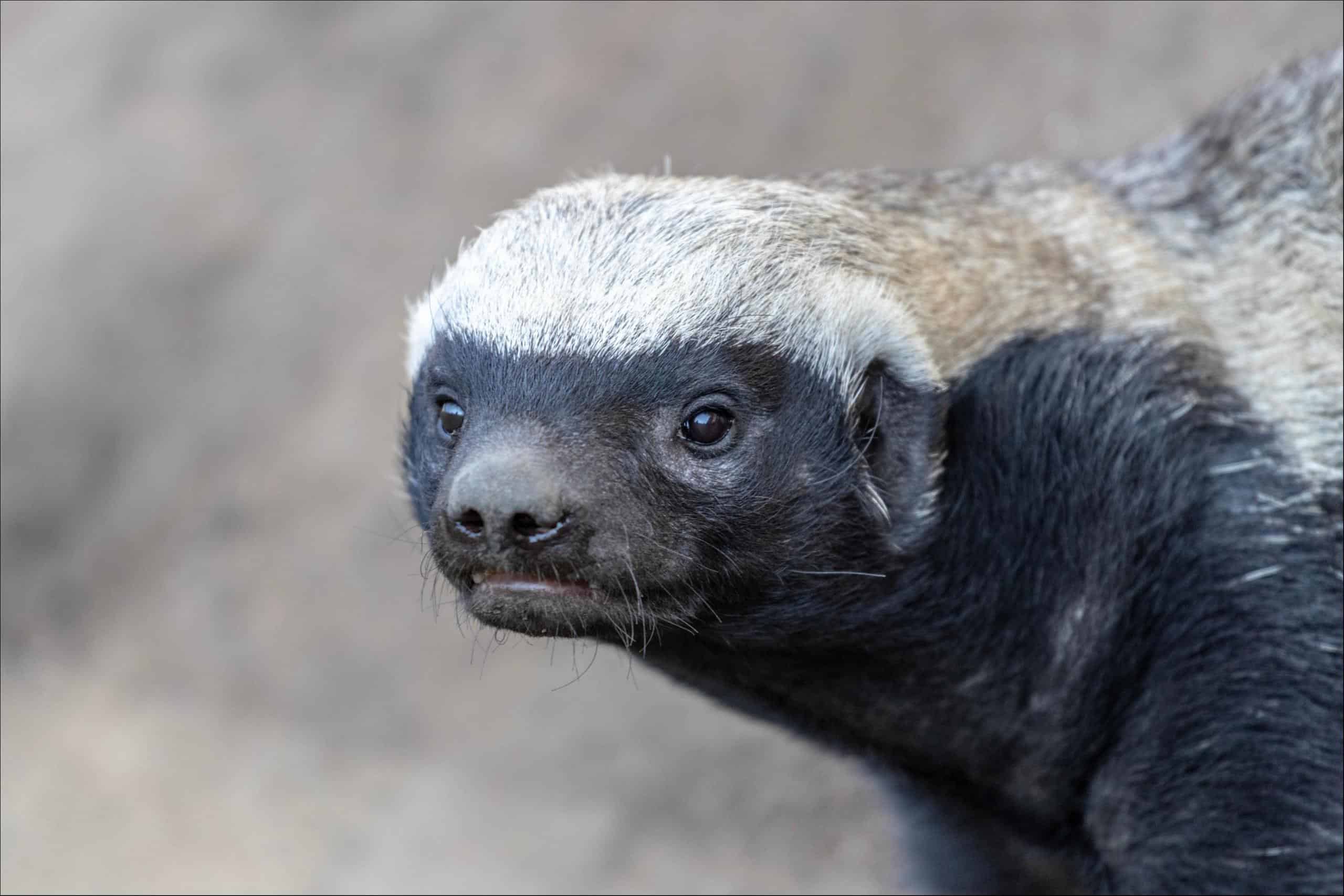 Watch a Fearless Honey Badger Climb a Tree to Try to Make a Meal - AZ ...