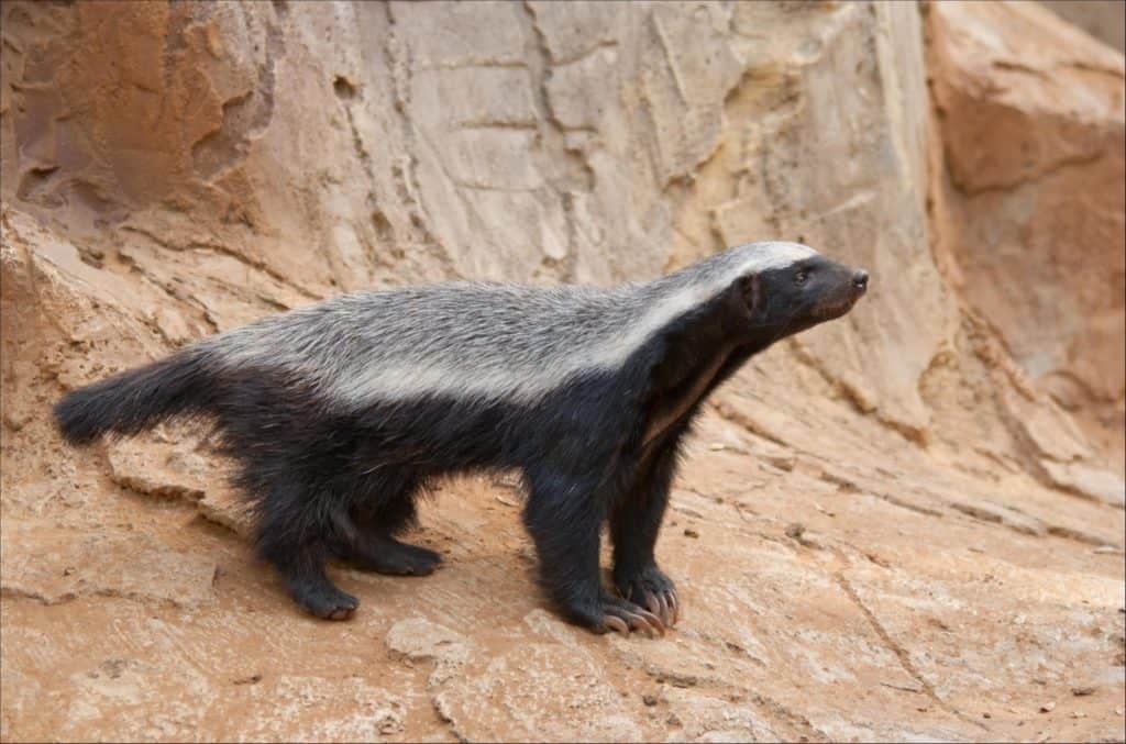 Honey Badger Animal Facts  Mellivora Capensis - A-Z Animals