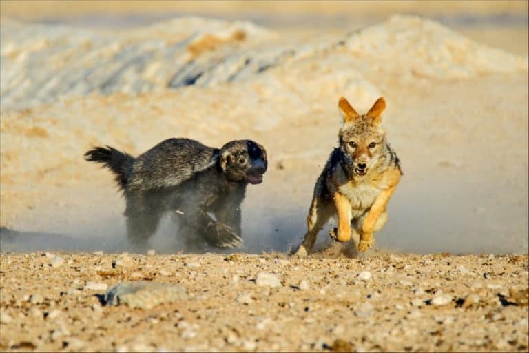 honey badger chases a jackal