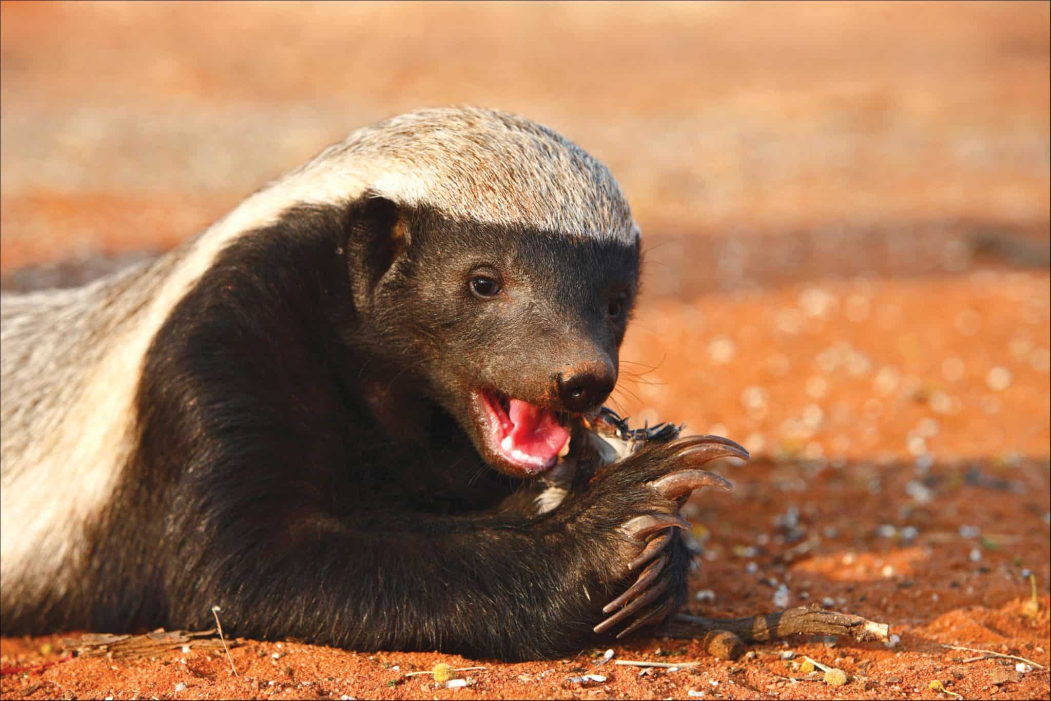 Honey badger eating a snack
