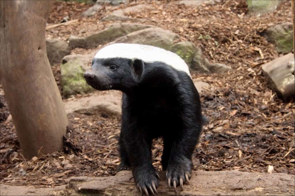 Honey Badger (Mellivora Capensis) - toughest animal for protecting itself against large predators