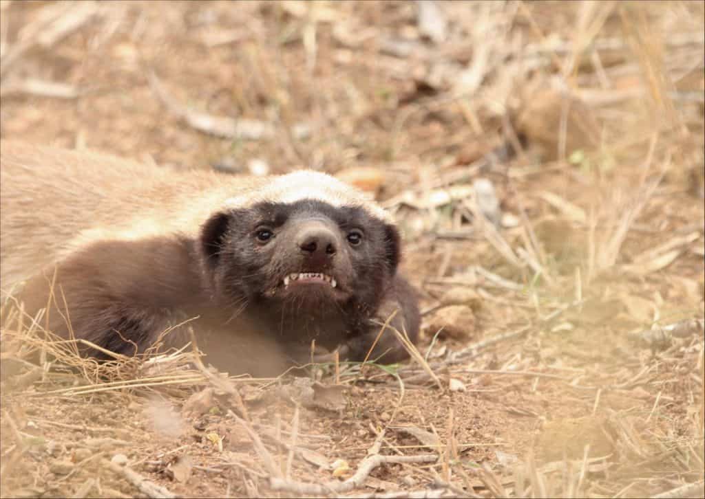 Honey Badger: Africa's Largest Terrestrial Mammal