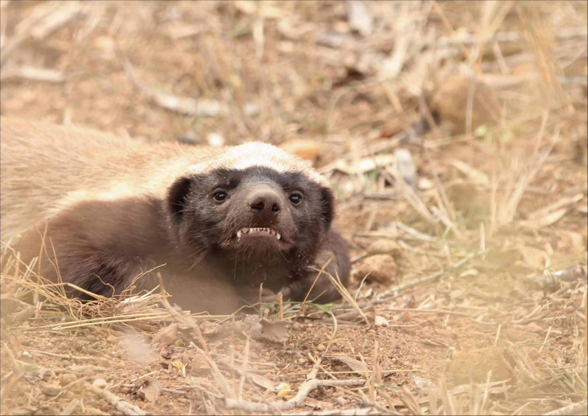 Honey Badger Animal Pictures A Z Animals