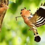 Eurasian hoopoe