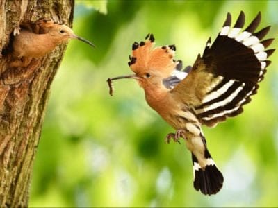 A Hoopoe