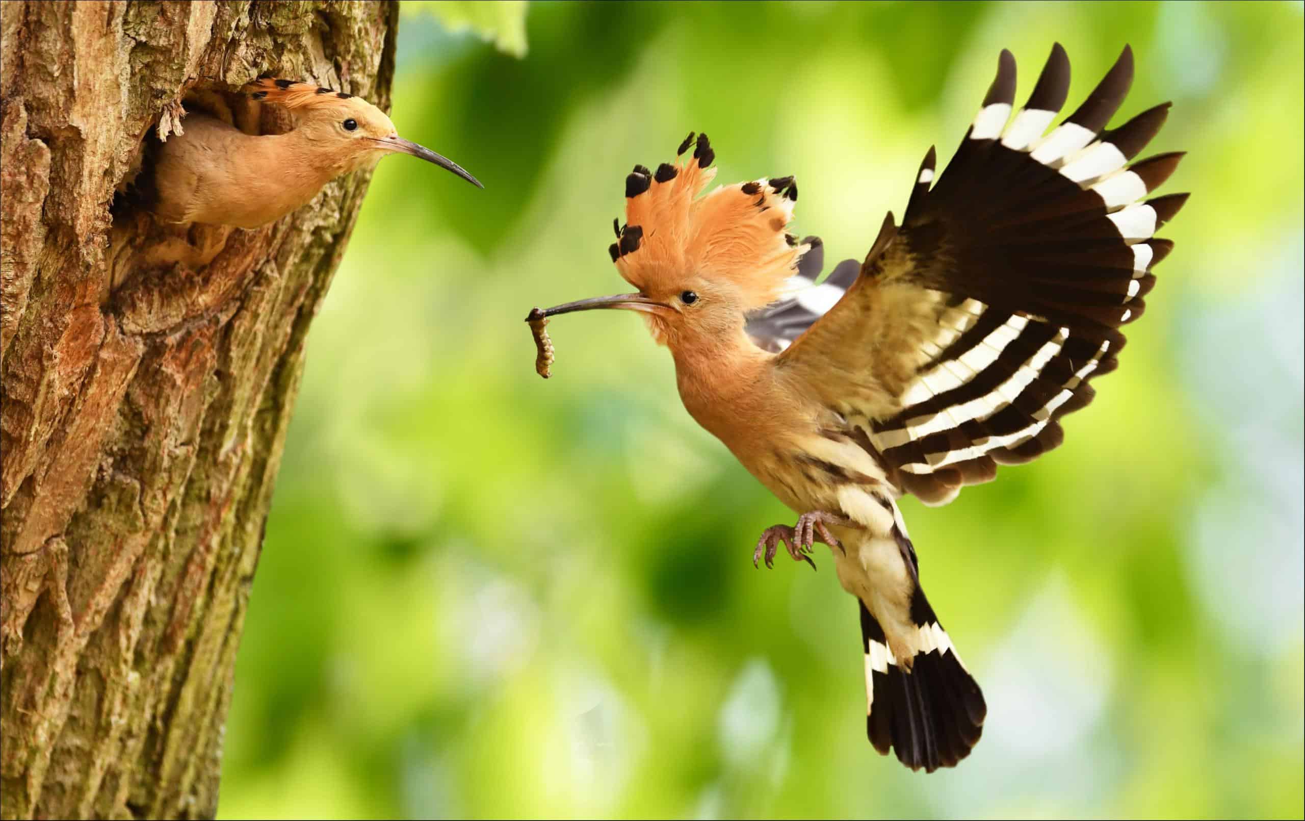 Meet 33 Eurasian Hoopoe Birds: A bird with a luxurious beauty with an ...