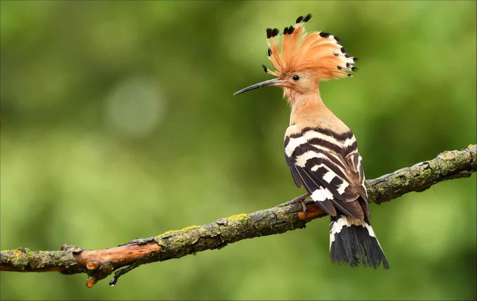 Hoopoe Animal Facts - Upupa epops - A-Z Animals