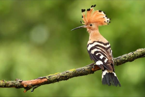 Hoopoe | Incredible Facts | A-Z Animals