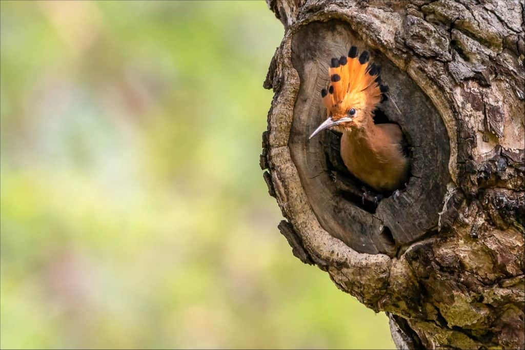 The Eurasian Hoopoe or Common hoopoe (Upupa epops) bird chicks prepares to fly out of the hole-nest