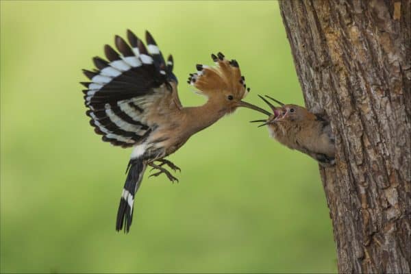 Hoopoe - A-Z Animals