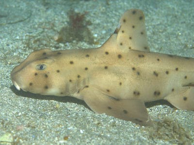 Horn Shark Picture