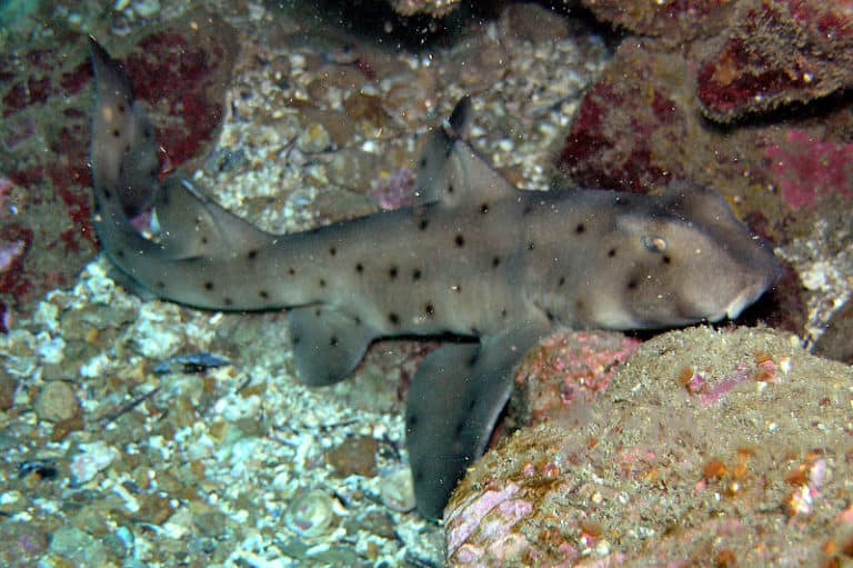 Horn Shark resting between rocks