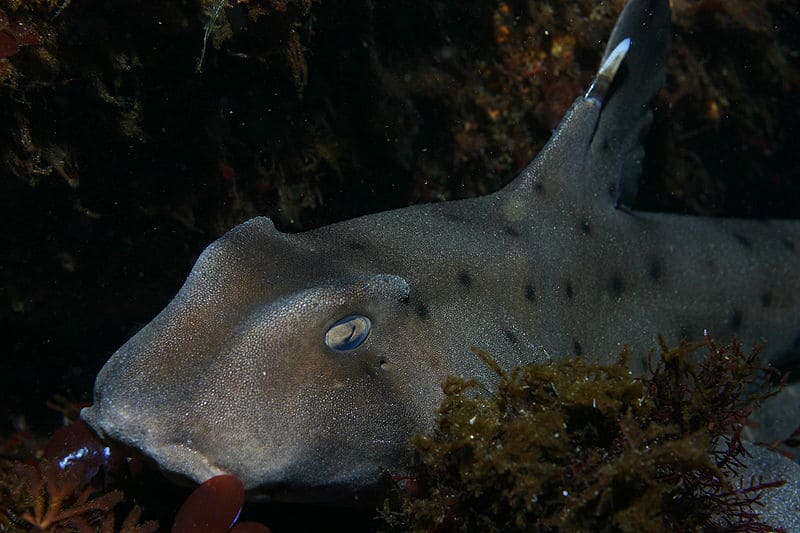 Scientists just discovered a weird new shark that glows in the dark, so  they officially named it the 'ninja lanternshark