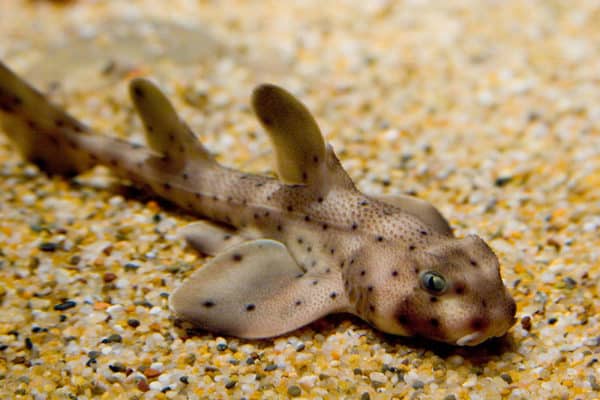 Horn Shark Fish Facts | Heterodontus francisci - AZ Animals