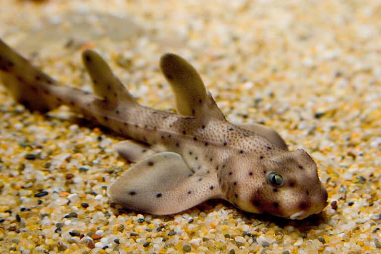 Horn Shark on the ocean floor