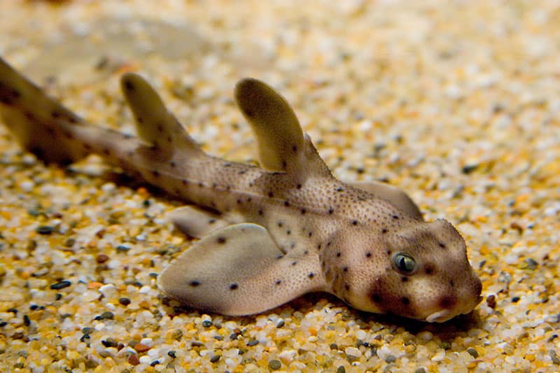 Horn Shark A Z Animals