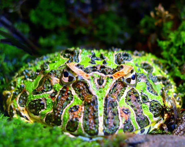 Argentine Horned Frog Animal Facts