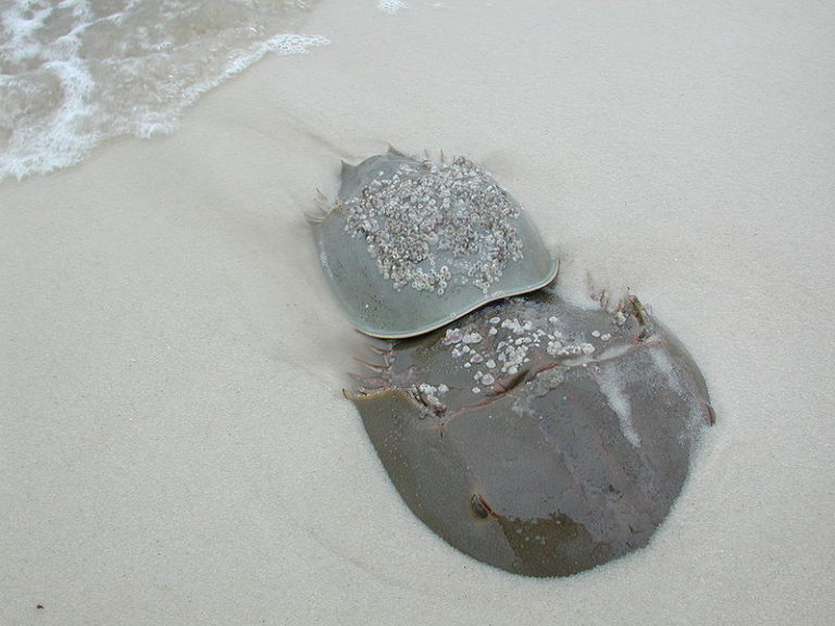 Horseshoe Crab on sand mating