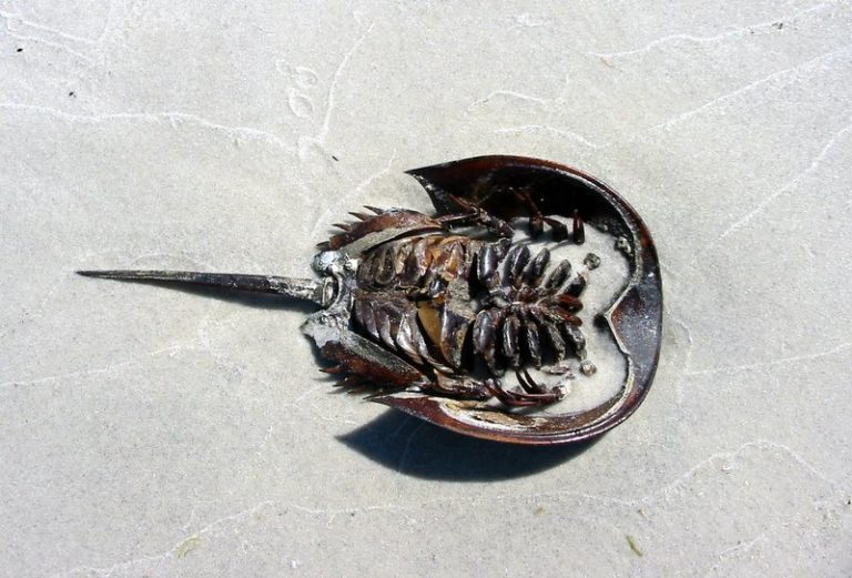 A dead horseshoe crab lying on its back, at the beach.