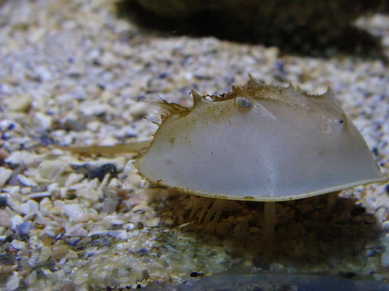 Horseshoe Crab on sand