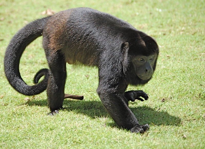 Howler Monkey