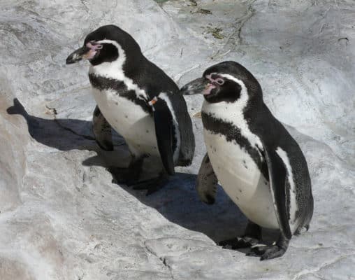 Humboldt Penguin - A-Z Animals