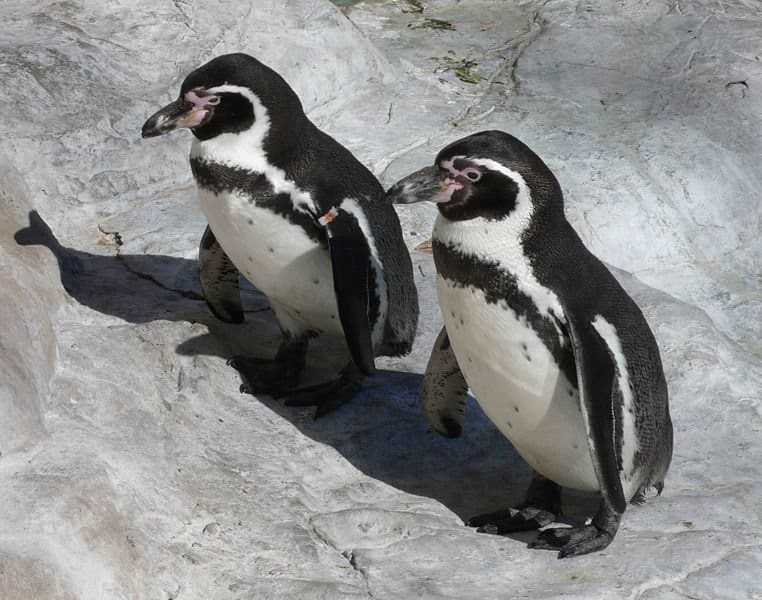 2 Humboldt Penguin2 on rock