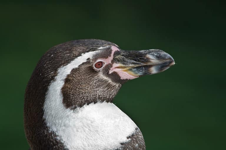 Humboldt Penguin in Peru