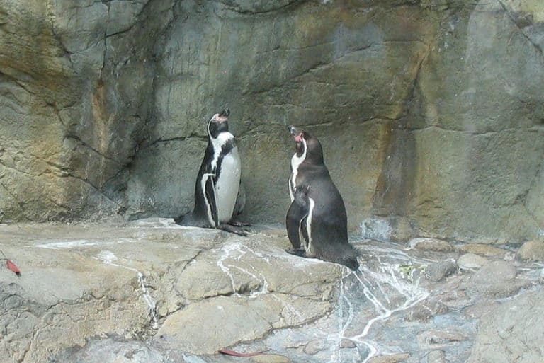 2 Humboldt penguins on rock