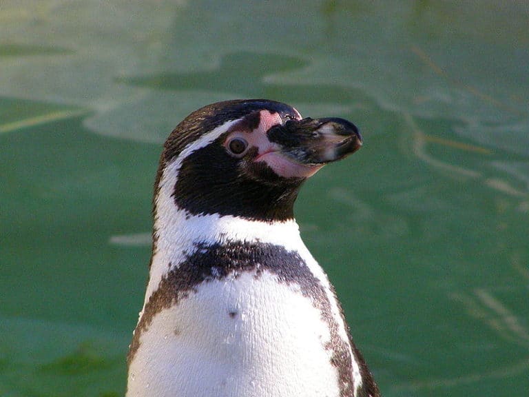 Humboldt Penguin in water