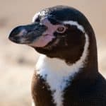 Humboldt Penguin
