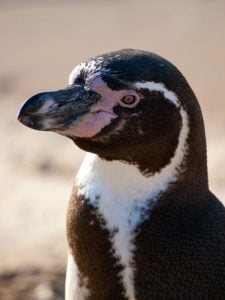 Humboldt Penguin in Peru