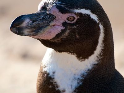 A Humboldt Penguin