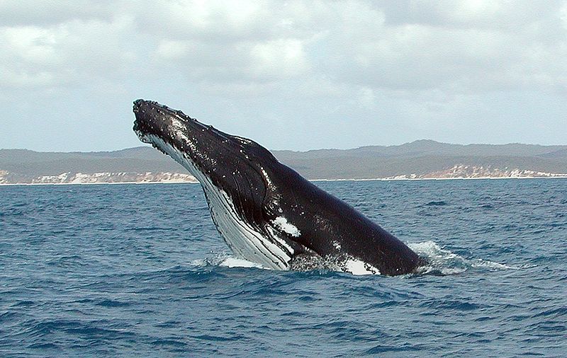 Humpback Whale breaching