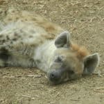 Hyena in the Barcelona Zoo