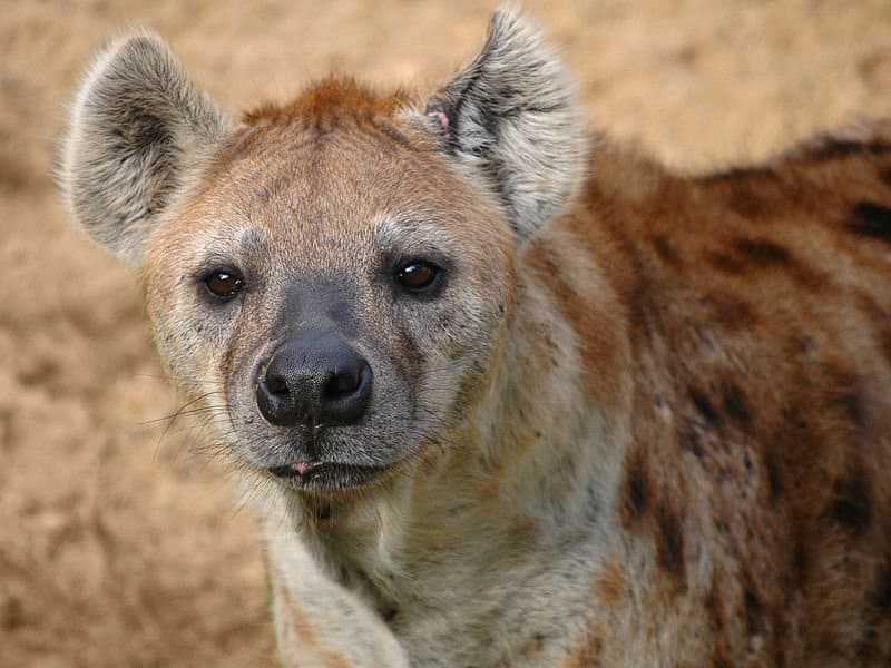 Hyena looking for prey