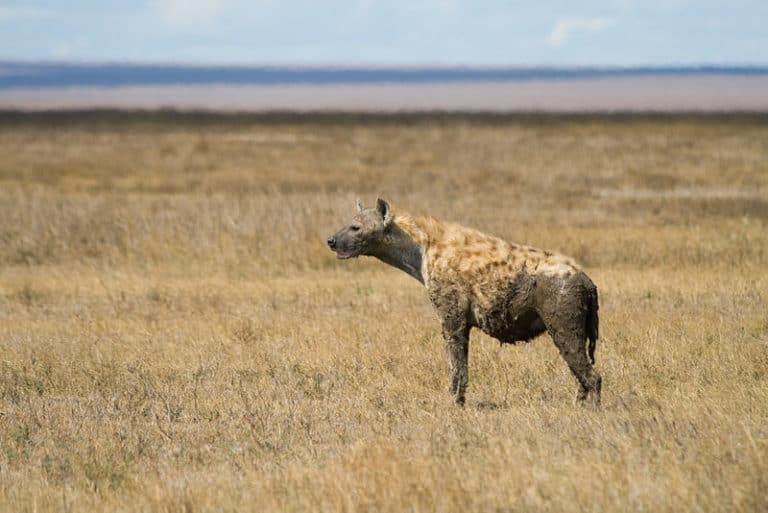 Hyena standing in grassland