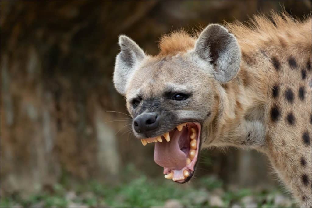 hyena animal smiling