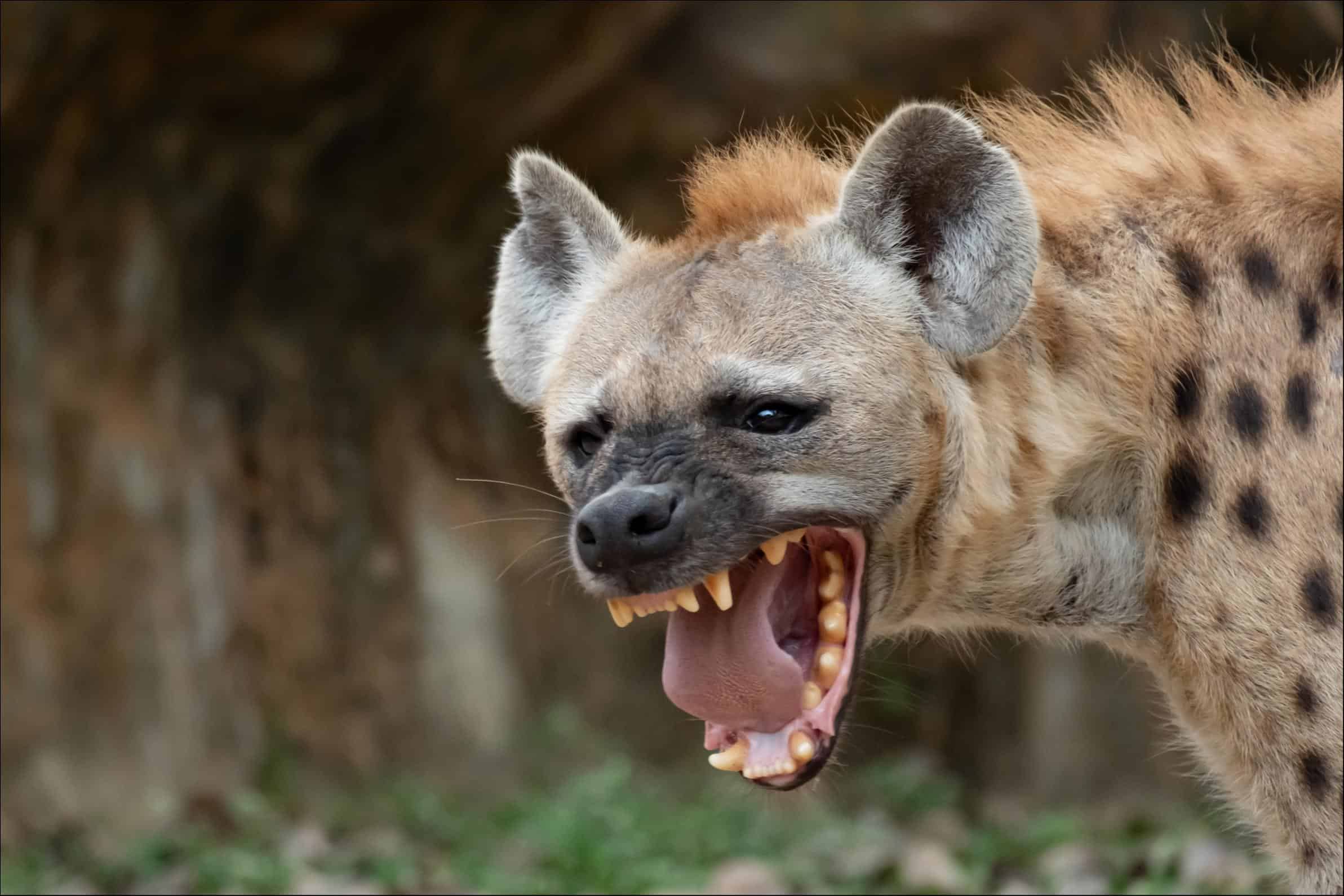 Lion vs Hyena: Who Would Win in a Fight? - AZ Animals