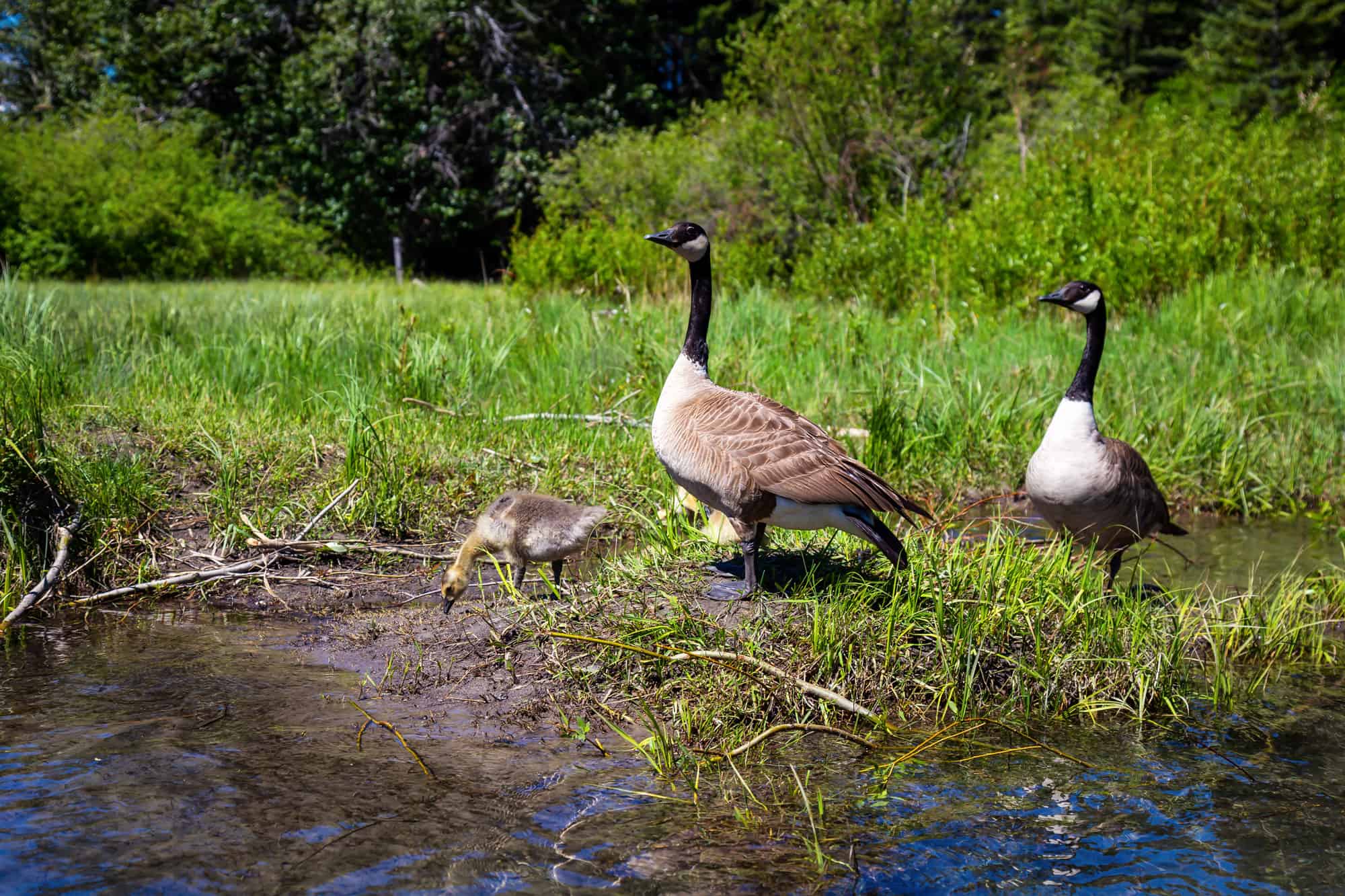 Alberta, Animal, Animal Wildlife, Animals In The Wild, Banff