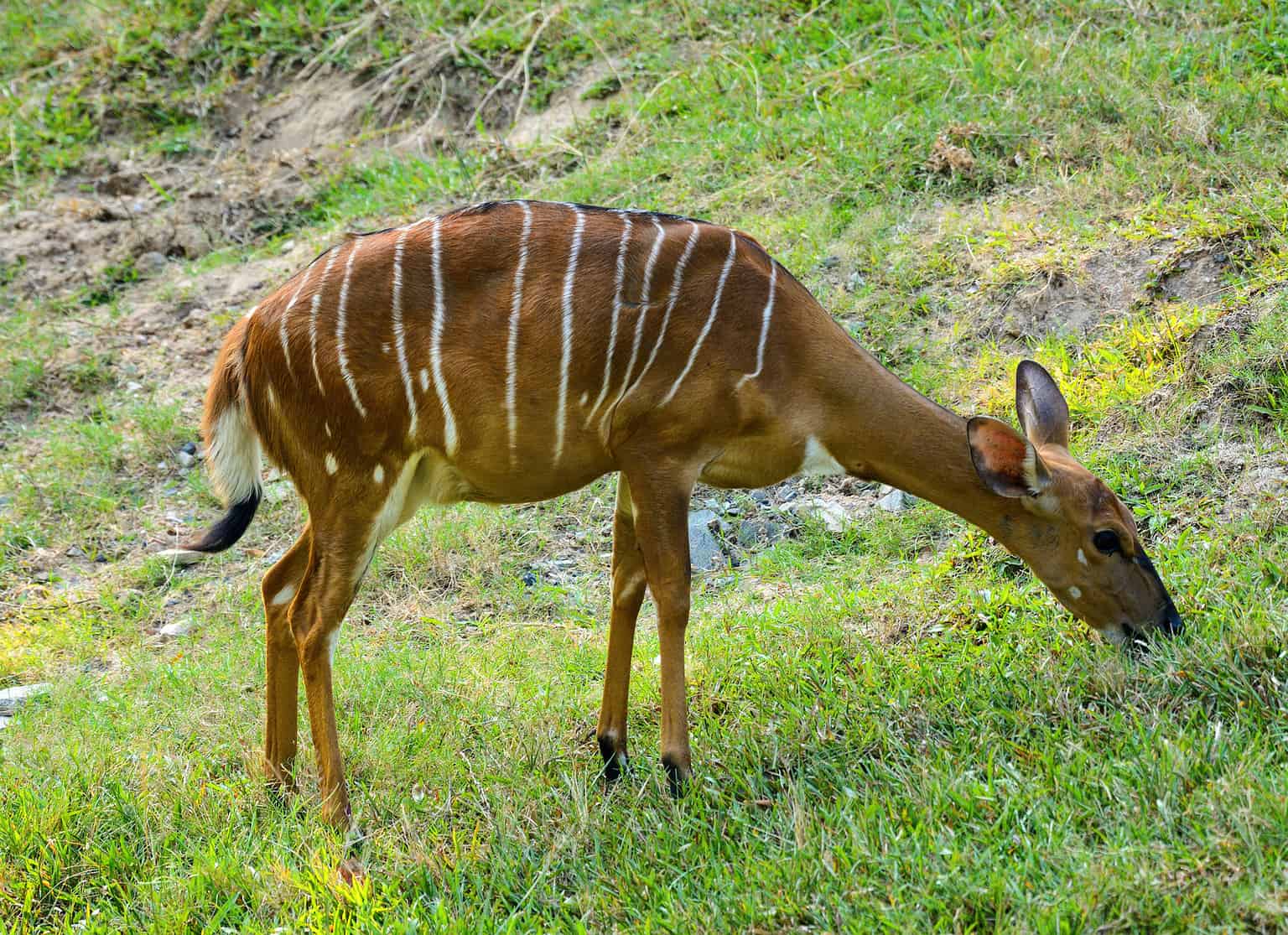 Antelope Animal Pictures | A-Z Animals