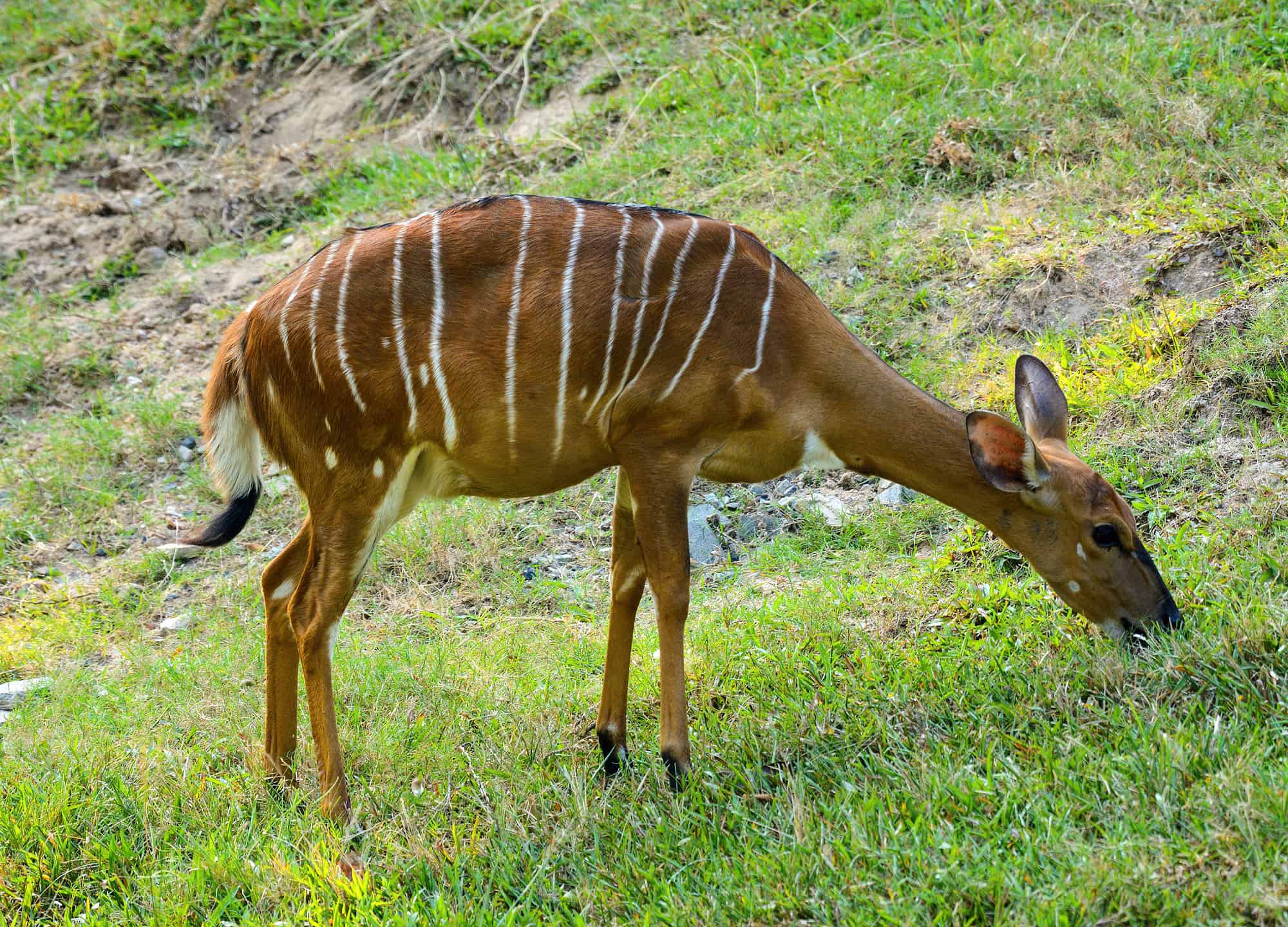 Antelope in Ghana