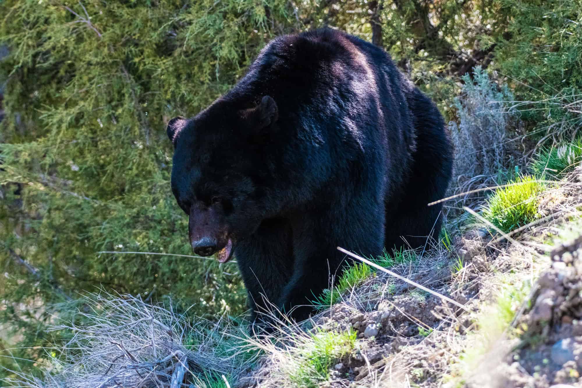 Animal Wildlife, Animals In The Wild, Bear, Beauty, Black Bear