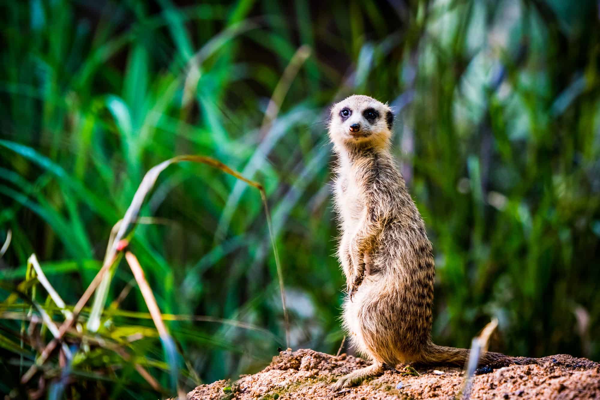 Animal, Standing, Cute, Looking, Africa